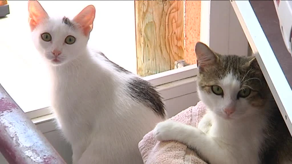 Zwei Katzen am Fenster — © Symbolbild