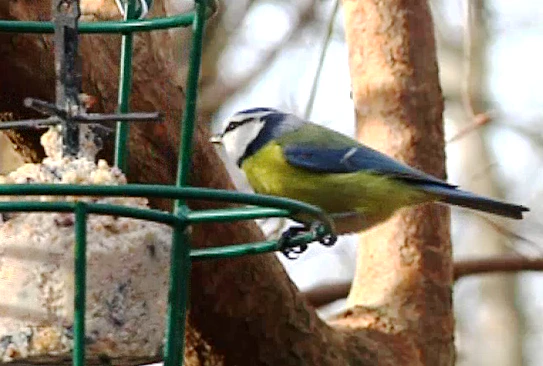 Vogel Vogelhaus Vogelfutter