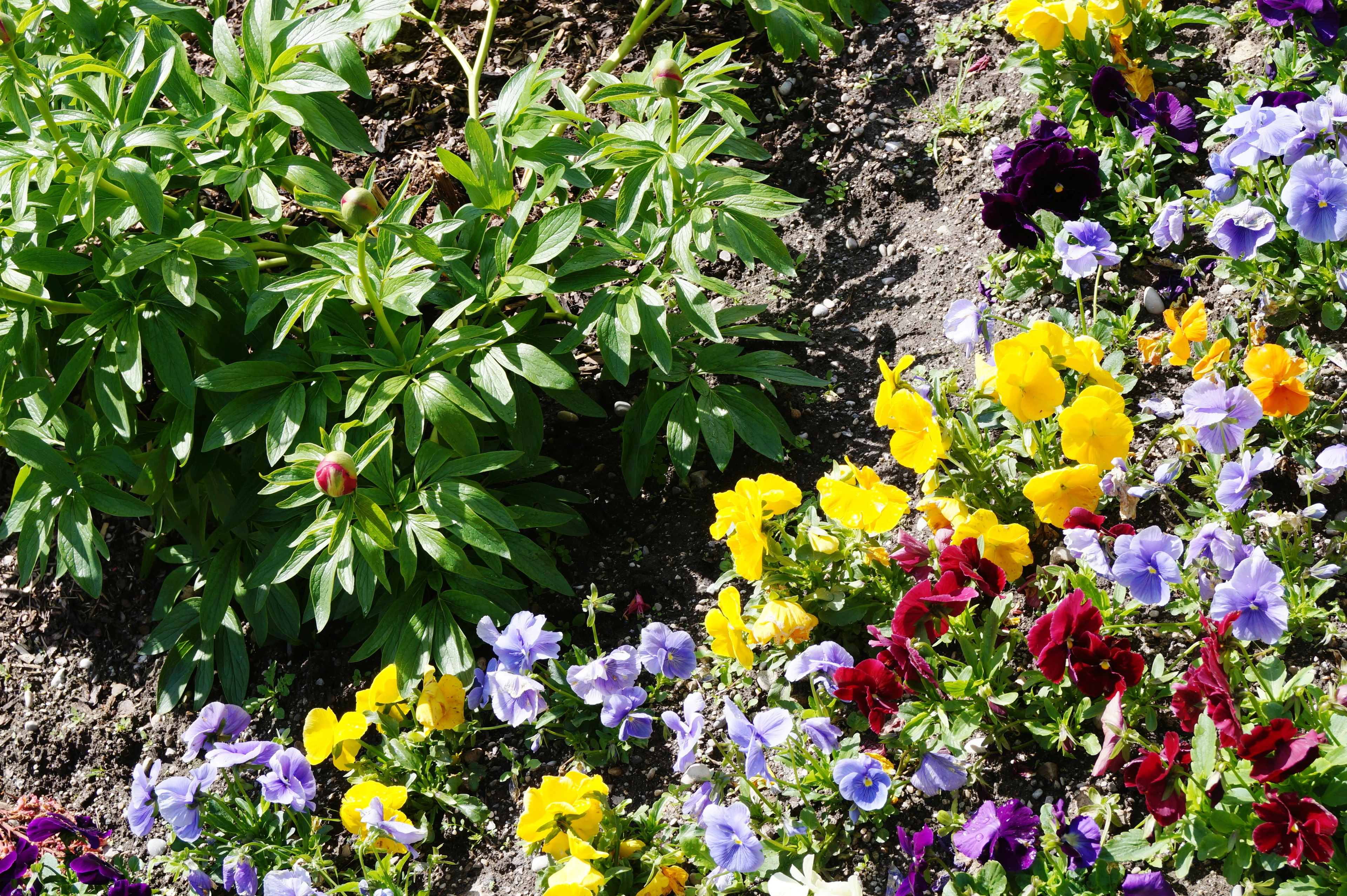 Blumen und Beete