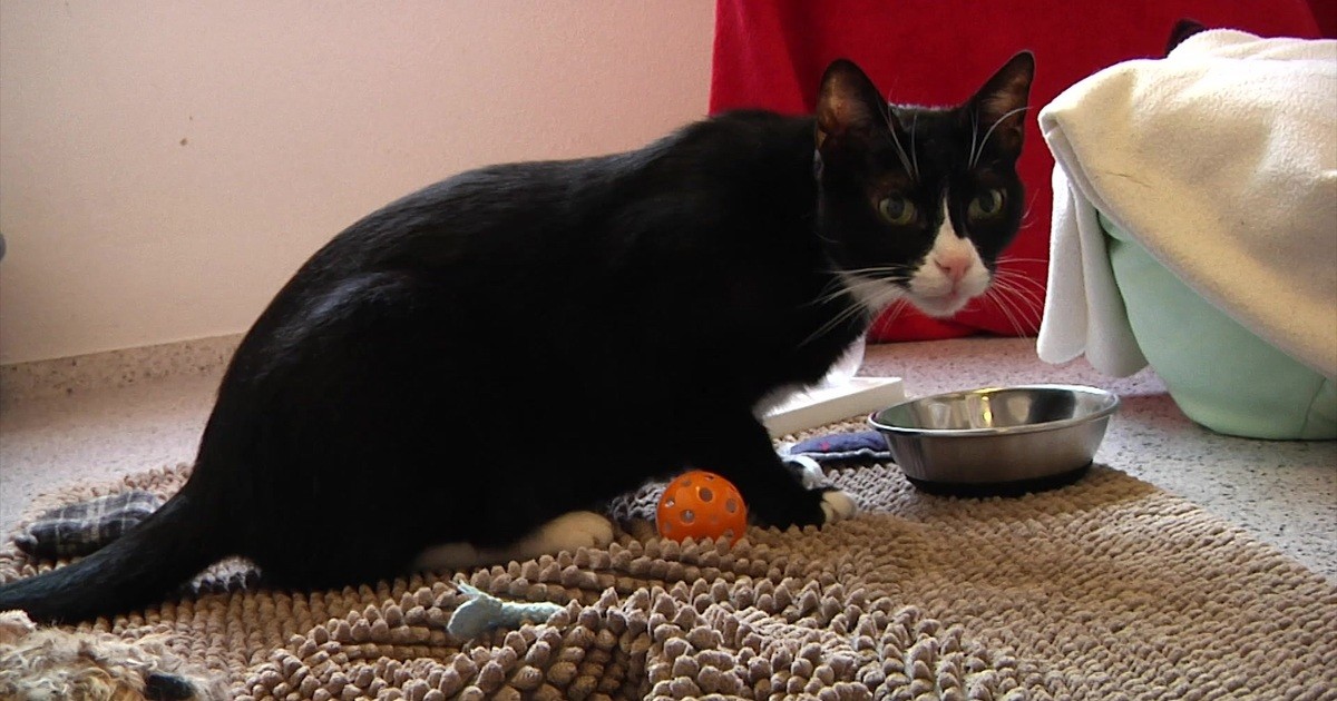 dragons den cat feeder