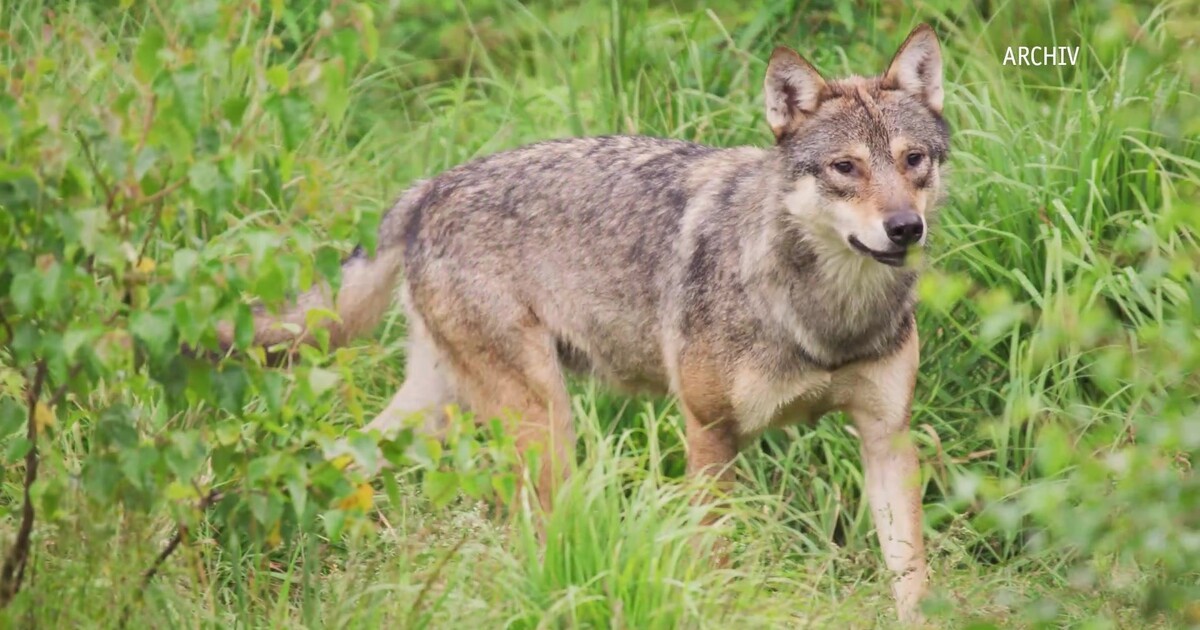 Achtung Wolf – Im Ebersberger Forst haben Bürger das Rudeltier ...