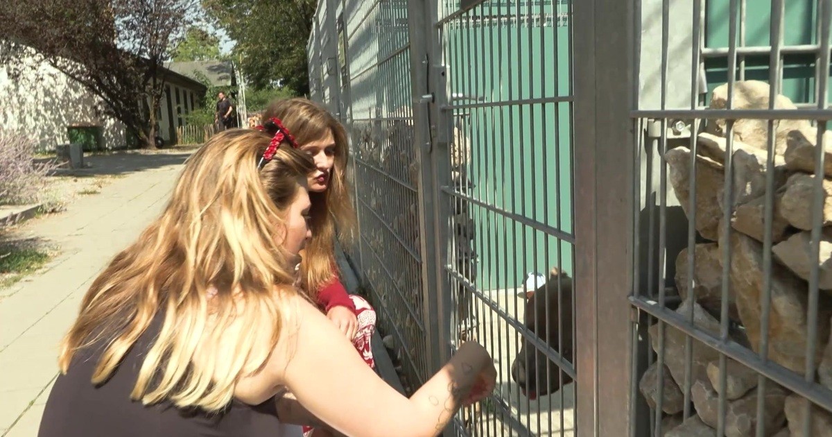 Grüne und Rosa Liste aus Stadtrat wollen zentralen Tierschutzbeauftragten für München | münchen.tv