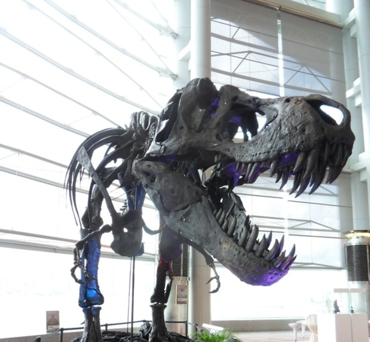 Echte T Rex Knochen Niederländisches Museum Zeigt Skelett Von T. Rex