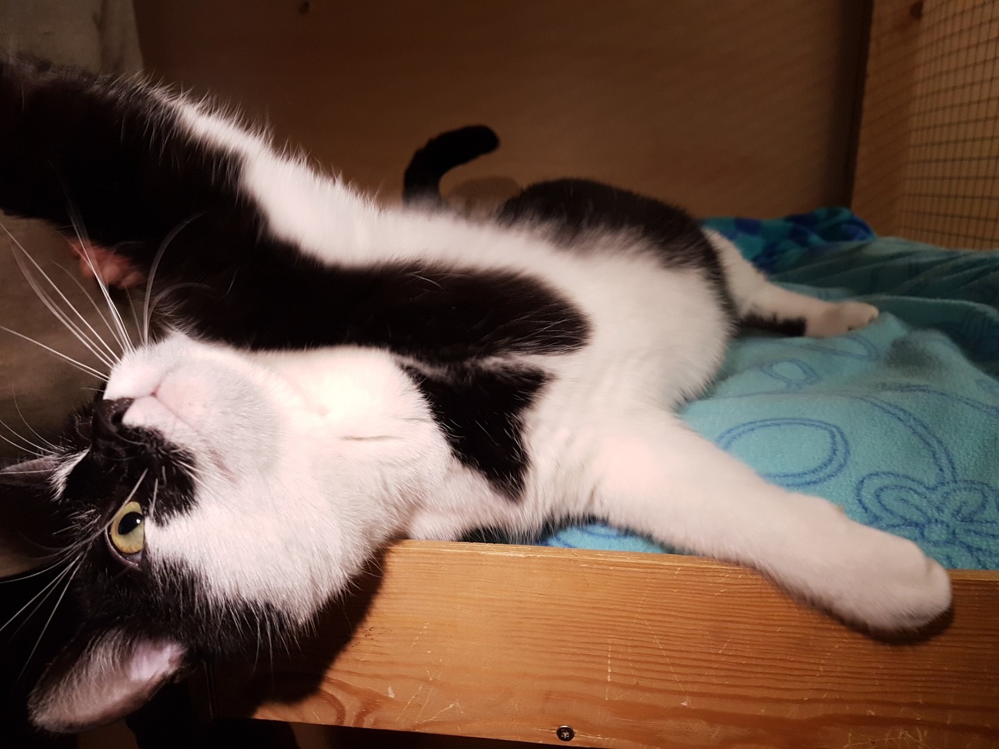 Tierisch Munchen Zwei Samtpfoten Aus Unterschleissheim Suchen Ein Zuhause Munchen Tv