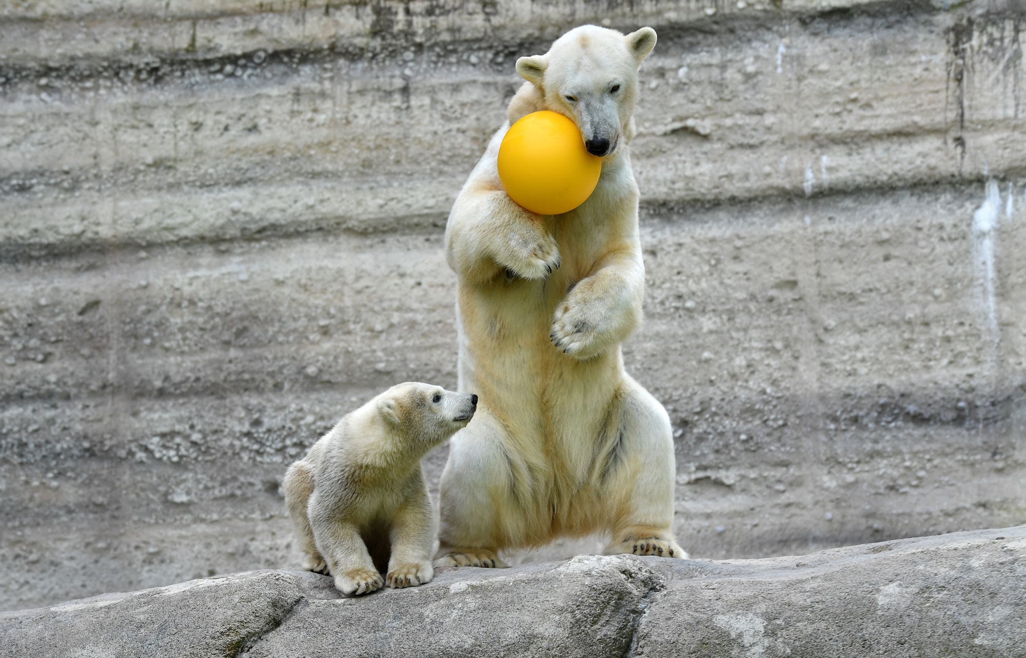 Eisbärmama Giovanna mit Nachwuchs Quintana © Foto: Tierpark Hellabrunn