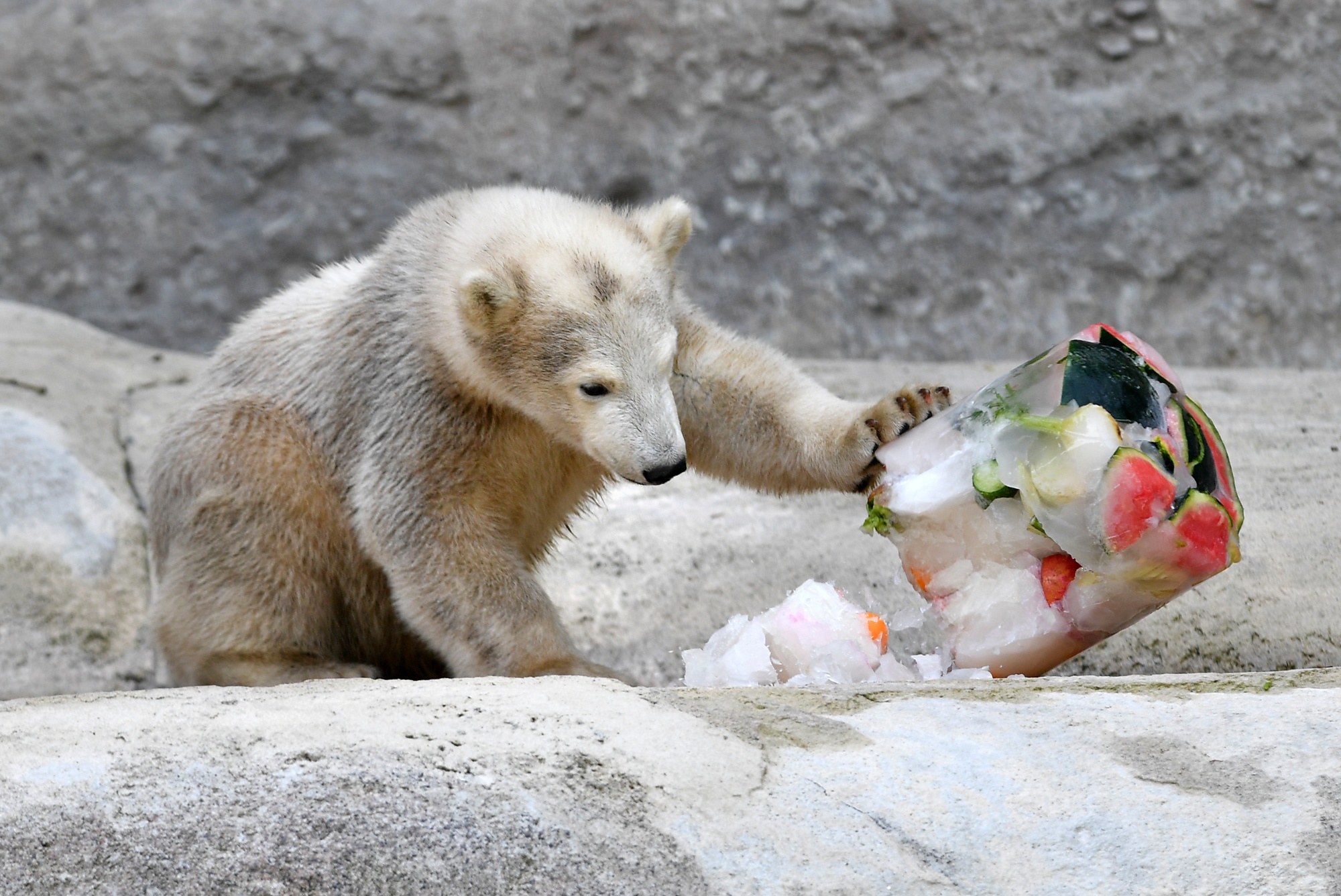Eisbären-Nachwuchs Quintana © Foto: Tierpark Hellabrunn