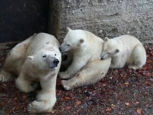 Eisbären Hellabrunn Tierpark