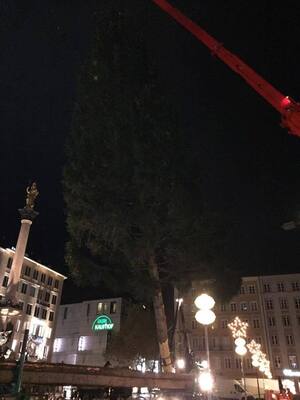 christbaum weihnachtsbaum marienplatz