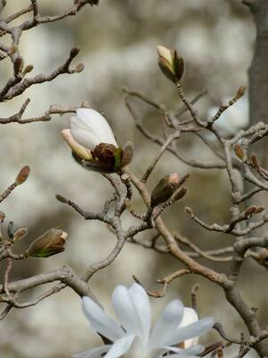 Botanischer Garten, © Erste Frühlingsblüten. Bild: Agnes aus München