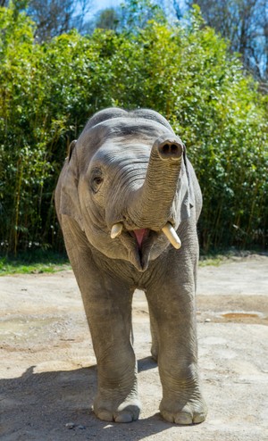 Asiatischer Elefant Ludwig Hellabrunn, © Foto: Tierpark Hellabrunn - Marc Müller