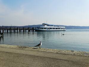 Möwe steht an der Uferpromenade vom Starnberger See, © Da durfte wohl jemand nicht mit auf die Bootstour Bild: Agnes aus München