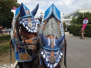 Pferde ganz in blau, Hofbräu geschmückt, © Die Pferde vom Hofbräu