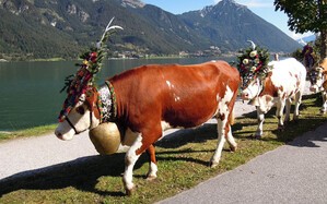 Kühe mit Glocken am See, © Achensee Tourismus
