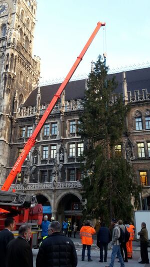 Der Christbaum am Marienplatz wird aufgestellt