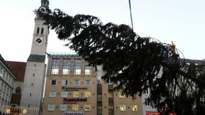 Der Christbaum am Marienplatz wird aufgestellt
