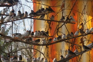 200 Zebrafinken, © Foto: Tierschutzverein München e.V.