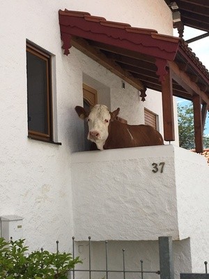 Eine Kuh steht vor einer Haustüre , © Foto: Polizei Rosenheim