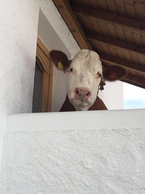 Eine Kuh steht vor einer Haustüre, © Foto: Polizei Rosenheim