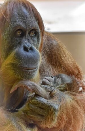 Die Oran-Utan-Mutter mit ihrem Neugeborenen., © Foto: Tierpark Hellabrunn / Susanne Bihler