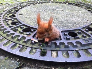 Das Eichhörnchen hat sich in dem Kanaldeckel verfangen., © Foto: Tierrettung München