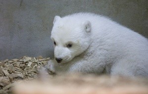 Hellabrunns Eisbären-Baby ist ein Mädchen. , © Der Name der Kleinen steht noch nicht fest, er soll aber mit Q beginnen. Foto: Tierpark Hellabrunn / Marc Müller