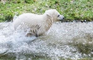 Eisbärin Quintana tollt im Wassergraben, © Foto: Tierpark Hellabrunn/Marc Müller