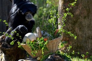 Siamang-Pärchen mit ihrem Ostergeschenk, © Foto: Tierpark Hellabrunn