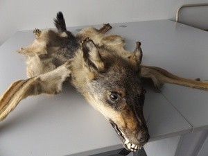 Das Hauptzollamt München hat bei einer Kontrolle einen präparierten Wolf entdeckt, © Copyright: BFV/Zoll