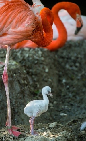 Flamingo mit Küken, © Tierpark Hellabrunn