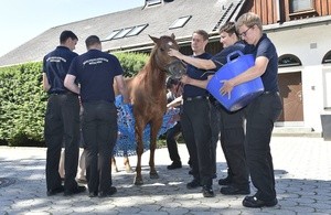 Feuerwehr versorgt ein Pferd, © Branddirektion München