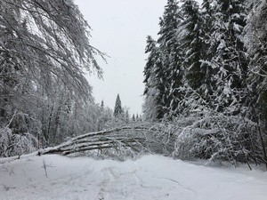 gesperrte Strassen und umgeknickte Bäume wegen starken Schneefällen, © Foto: Straßenbauamt Weilheim
