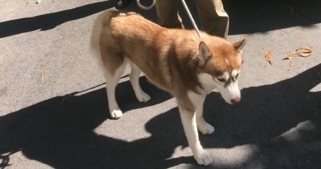 Husky München Schwabing Polizei — © Entlaufener Husky strawanzte im Biergarten 
