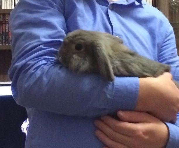 Hase in Obhut