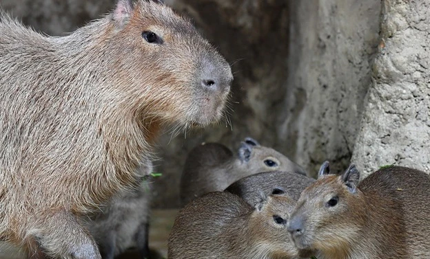 Wasserschwein mit Jungtieren — © Tierpark Hellabrunn
