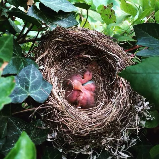 Vogelnest - In Waldkraiburg gab es wegen einem jungen Vogel eine Attacke durch Krähen — © Irre Vogelattacke in Waldkraiburg - Symbolfoto eines Vogelnests