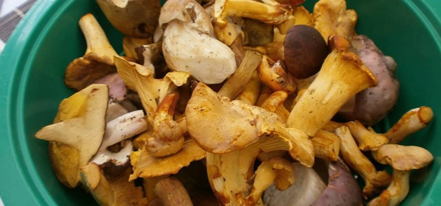 Pilze und Schwammerl in einem Korb