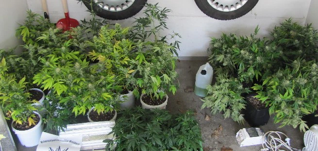 Cannabispflanzen Setzlinge Waakirchen — © Mit diesen Setzlingen wollte der Tatverdächtige seine "Ernte" hochziehen.