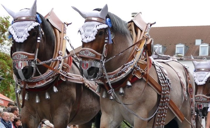 Kutsche Gespann Wiesn Oktoberfest — © Symbolfoto