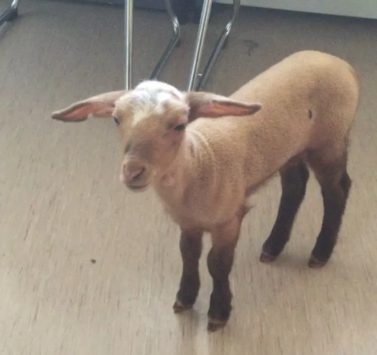 Dieses Schaf fand man in einem Bordell in Pasing. — © Dieses Schaf fand man in einem Bordell in Pasing. Foto: Polizei München