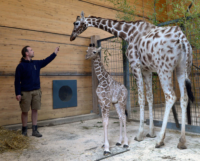 Giraffe Kabonga im Tierpark Hellabrunn in München — © Münchener Tierpark Hellabrunn AG