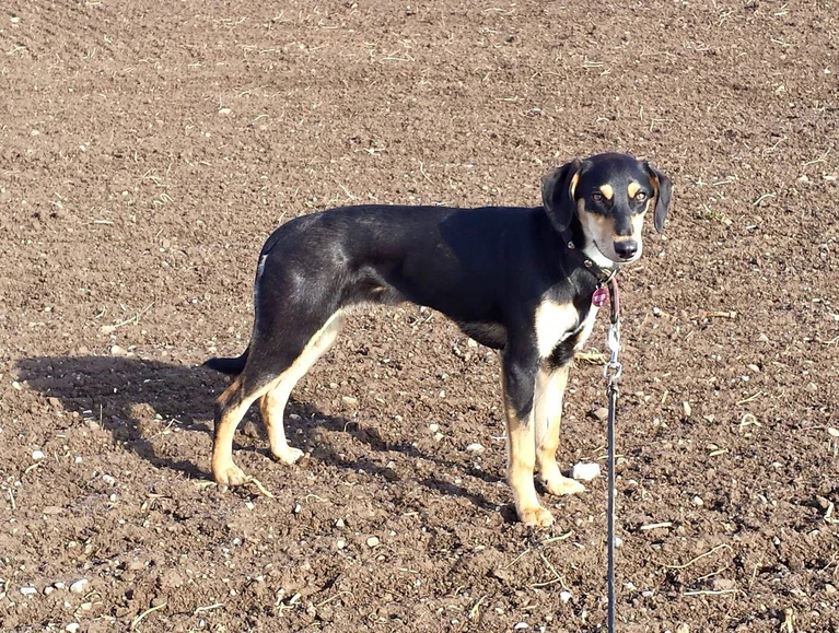 Wer hat Hund Amy gesehen?