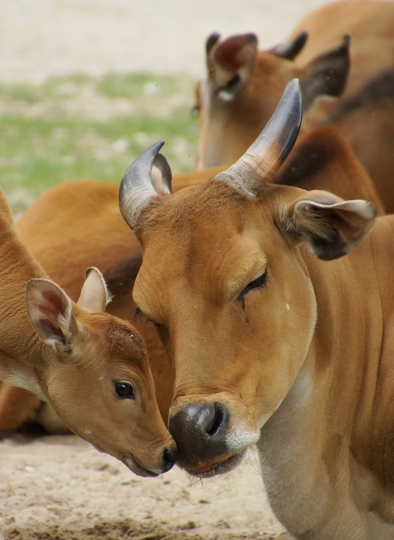 Nachwuchs im Tierpark Hellabrunn — © Foto: Tierpark Hellabrunn/Eva Korb