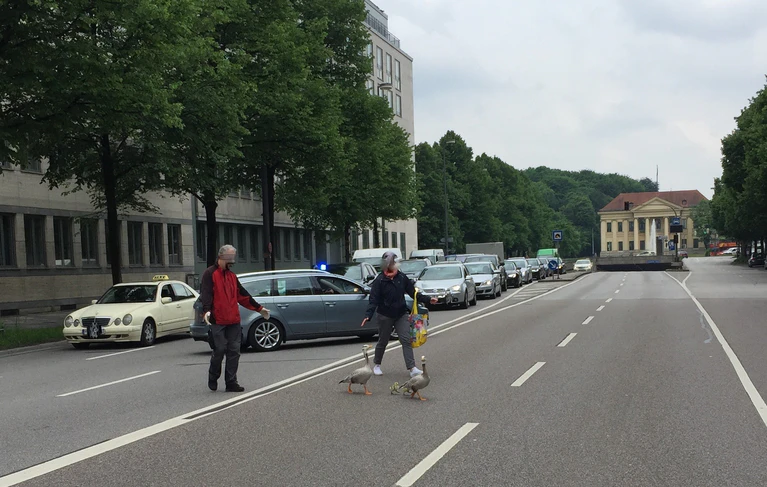 Prinzregentenstraße - Sperrung wegen Gänsen auf der Fahbahn — © Straße gesperrt - Hier werden die Gänse sicher ans Ziel gebracht - Foto: Polizei München