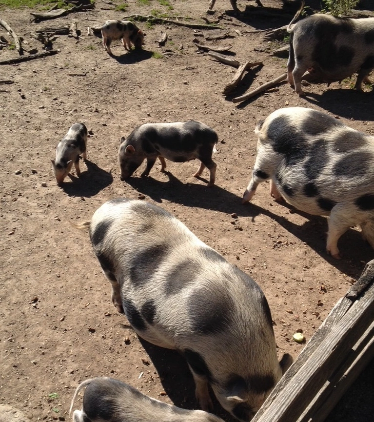 Wildschweine im Wildpark Poing
