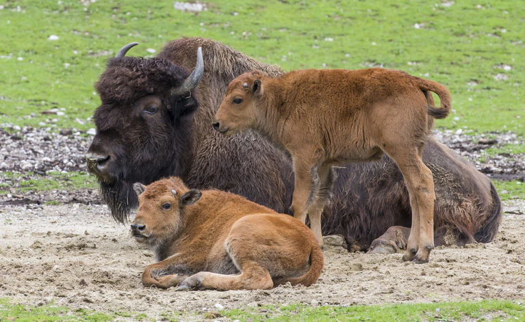 Waldbison Babys im Zoo Hellabrunn — © Die Waldbison-Babys Peterle und Päuschen im Zoo Hellabrunn Foto: Marc Mueller