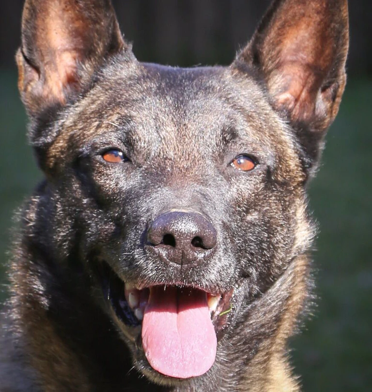 Polizeihund stelle Täter — © Symbolbild Foto Polizei