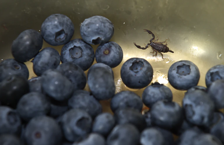 Skorpion in Heidelbeeren — © Dieser kleine Skorpion tauchte im Obstsalat auf - Foto: Berufsfeuerwehr München