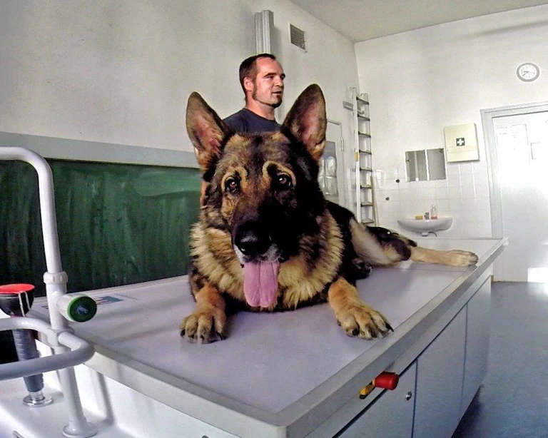 — © Der Spührhund Herkules auf dem Lehrertisch - Foto: Polizei