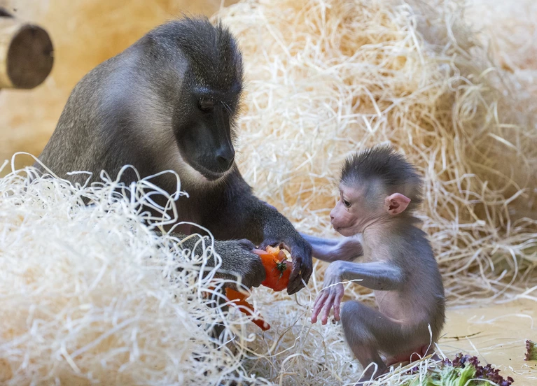 Das kleine Affenbaby wird gefüttert Tierpark Hellabrunn — © Das kleine Drill-Baby mit seiner Mama - Foto: Tierpark Hellabrunn/Marc Müller 