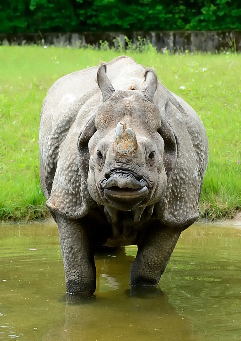 Nashorn-Dame Rapti steht im Wasser — © Tierpark Hellabrunn/Marisa Segadelli
